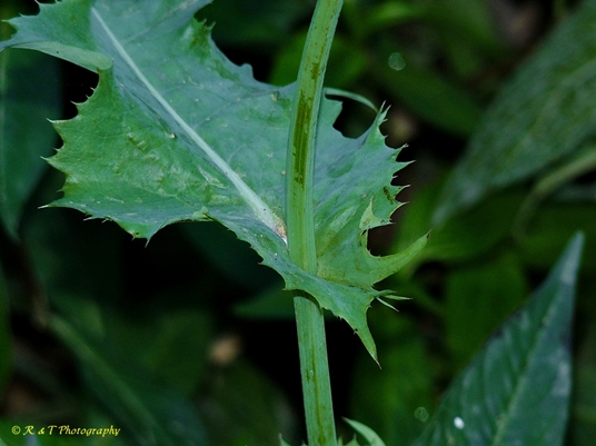 {Sonchus oleraceus}